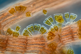 Illustration for article titled Remarkable Nikon Small World Microscope Photography Winners